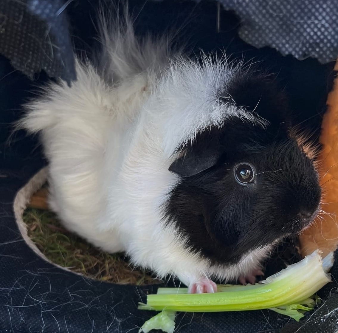 CONVERSATION PRACTICE : Parler de son animal de compagnie